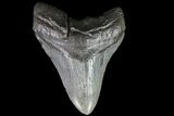 Fossil Megalodon Tooth - South Carolina #74077-1